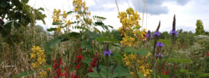 native-plants - WetlandForbs_Vine