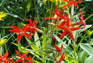 A photo of bright red flowers blooming.