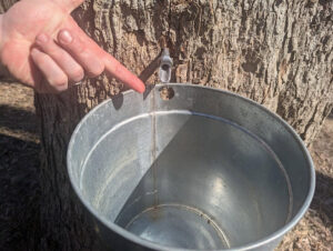 A maple syrup tapped into a tree with syrup streaming into a metal bucket. A hand is pointing to the stream of syrup.